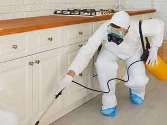 Lawn Termites: What Southern California Homeowners Need to Know