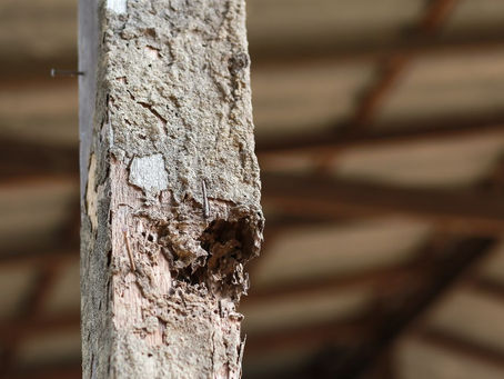 Will Termites Eat Treated Lumber? What Southern California Homeowners Need to Know