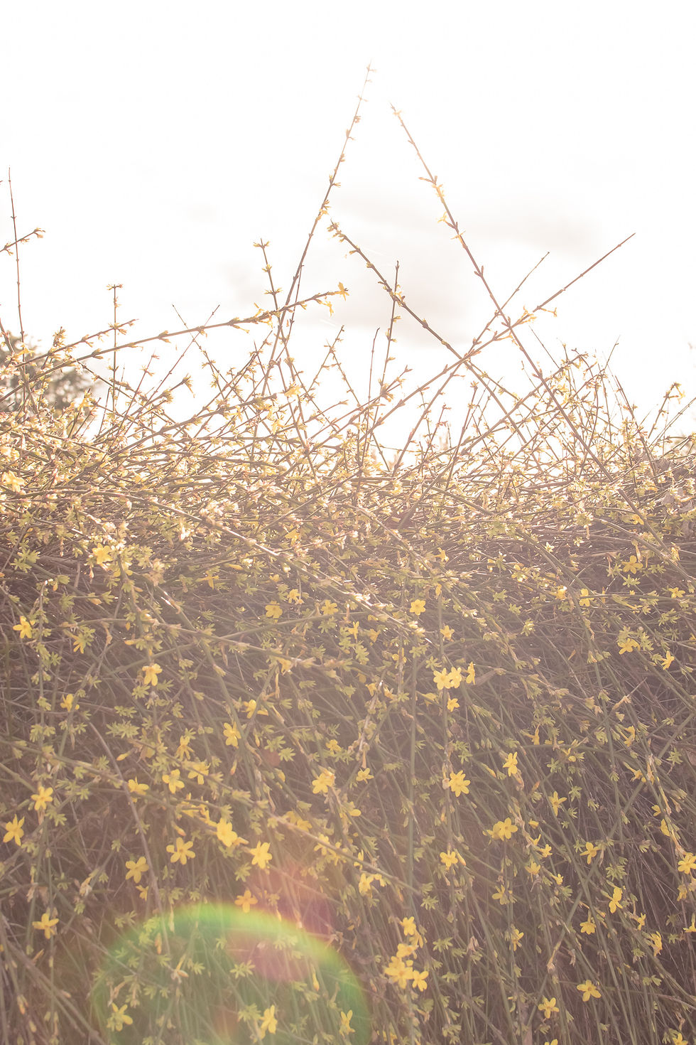Thumbnail: Spring Series Prints