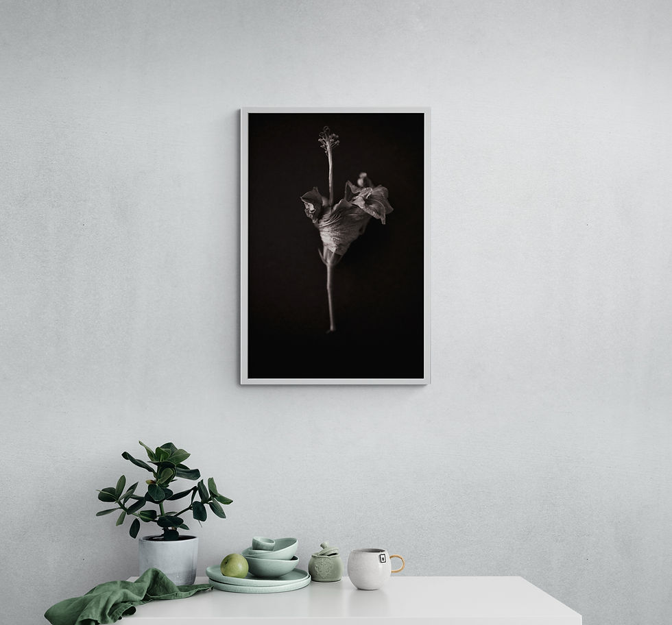 Thumbnail: Hibiscus Ballet - Original Photographic Print