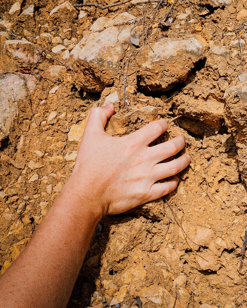 a hand holding the soil