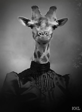 12592282_473550662853707_395739391222768