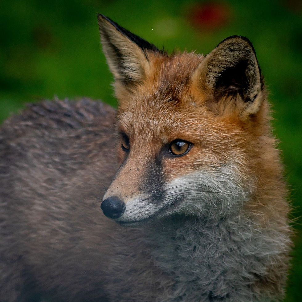 A PORTRAIT by Bob Hoare