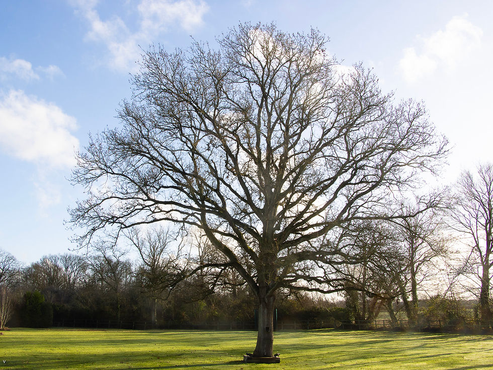 A BABY OAK by Michael Allen