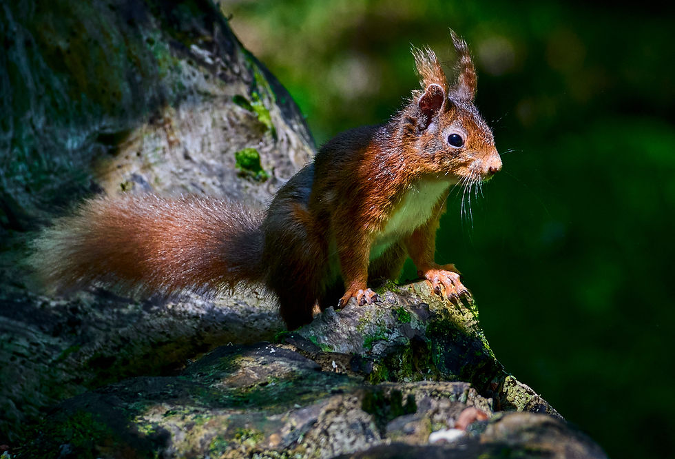 RED SQUIRREL by Graham Ainge