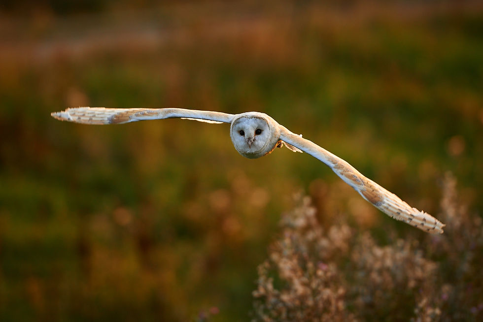 BARN OWL IN EVENING LIGHT by Graham Ainge