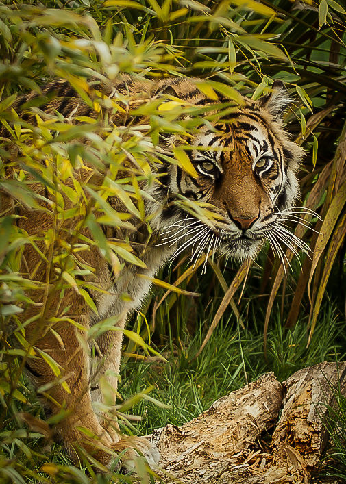 BEWARE! by Bob Hoare