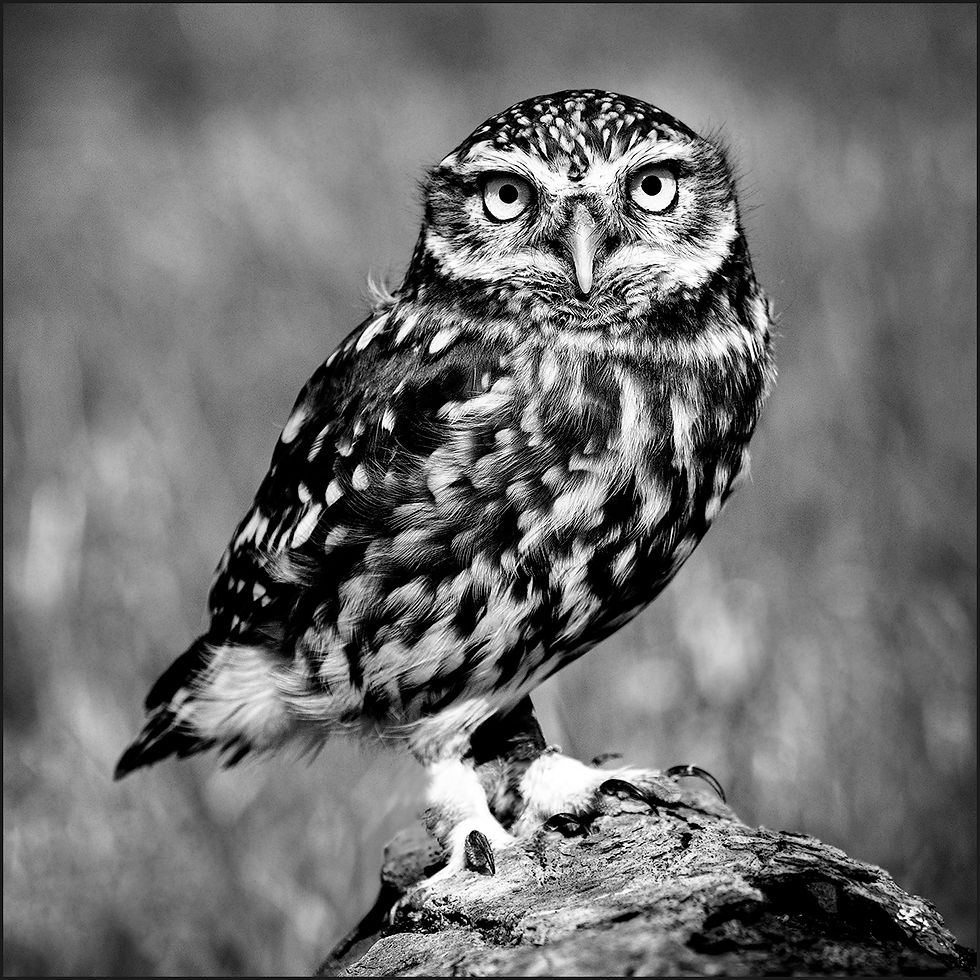 YOU LOOKING AT ME! by Pony Moore LRPS 