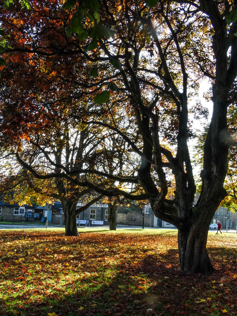 AUTUMN SCENE by Joan Taylor