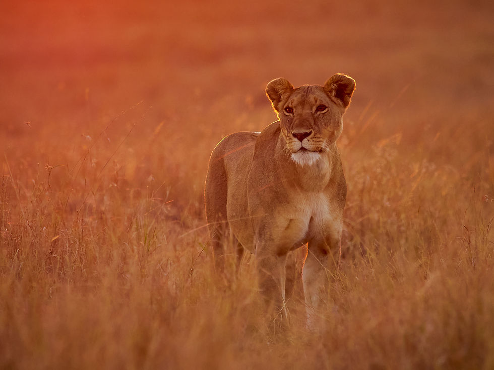 EARLY MORNING HUNT by Graham Ainge