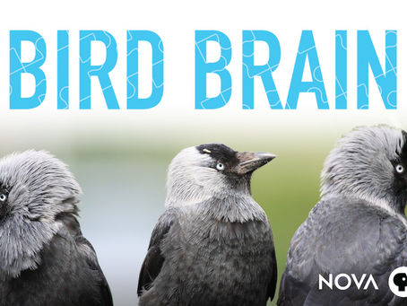 "Bird Brain" how they are special 