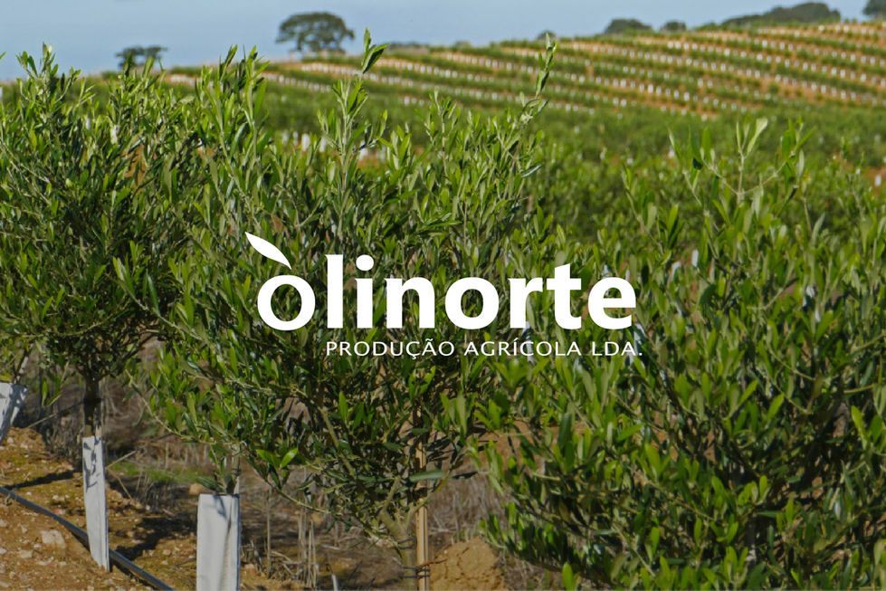 Diseño de marca Olinorte