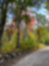 Autumn Road