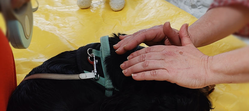 Salon Animaux & compagnie, Seraing, mai 2023