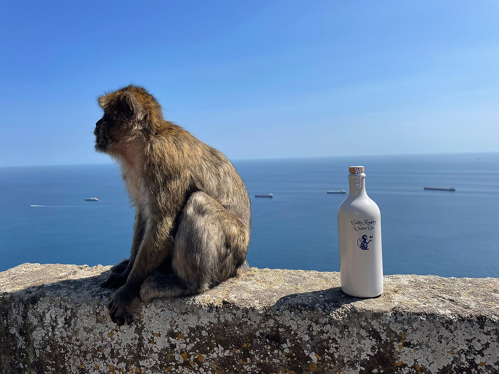 Cheeky Monkey and Gutsy Monkey
