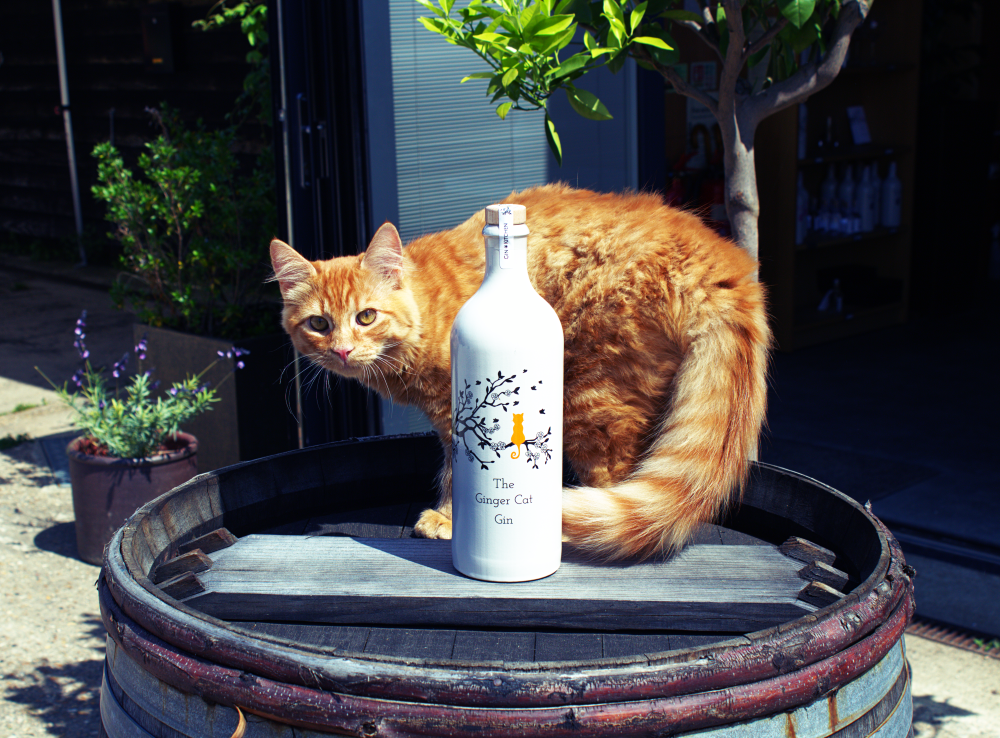 Tikka the cat modelling The Ginger Cat Gin