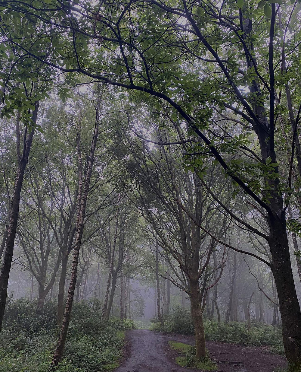 Forest in the Surrey Hills