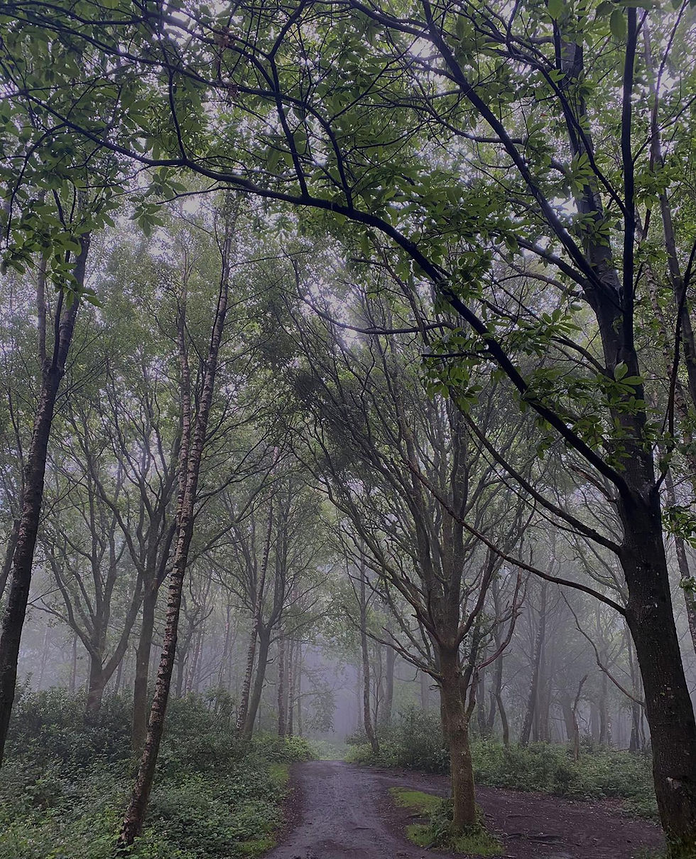 Forest in the Surrey Hills