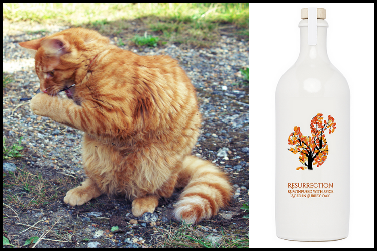 Tikka the cat looking like Resurrection Rum Squirrel