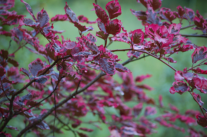 Morning Star Flowers & Trees Vermont's 1 Rare Plant Nursery