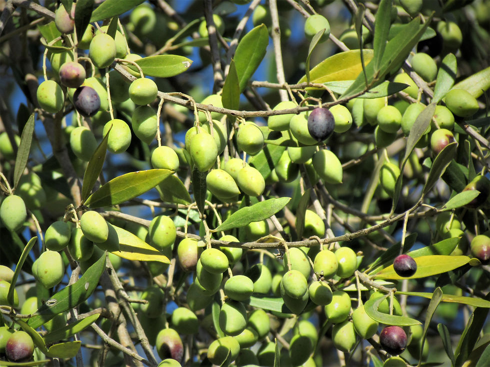 Olives