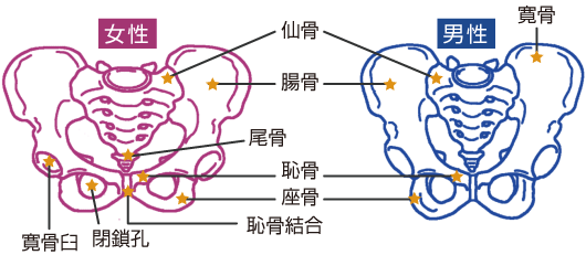 骨盤の歪み
