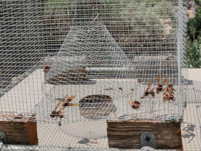 Oriental hornet population (reaction by Jorge Spiteri)