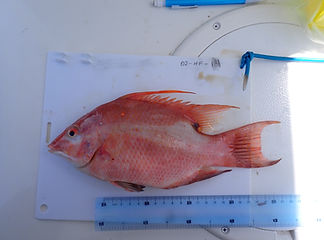 02-HF-14.JPG