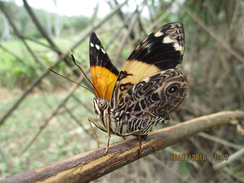 Bringing Belize’s butterflies into the global biodiversity record