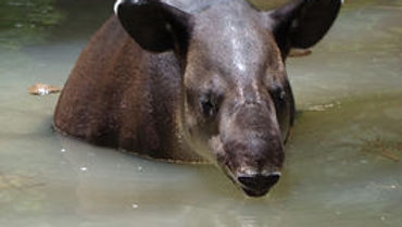 Large Mammal Corridor Project