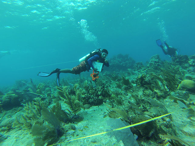 MBRS Coral Data 1 (July 2015).JPG