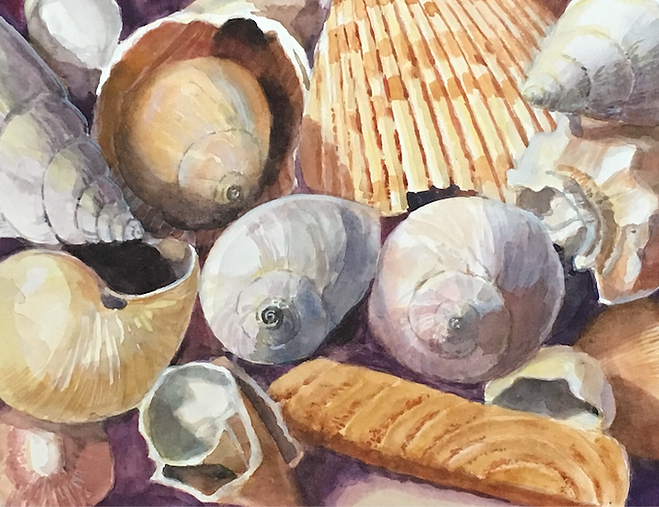 Ellen's Shells.png