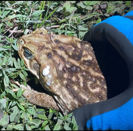 Bufo Toad Naples Bonita Springs Estero SWFL