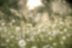 daisies in the evening sun_edited_edited.jpg