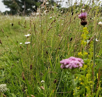 Image by Karen Davis