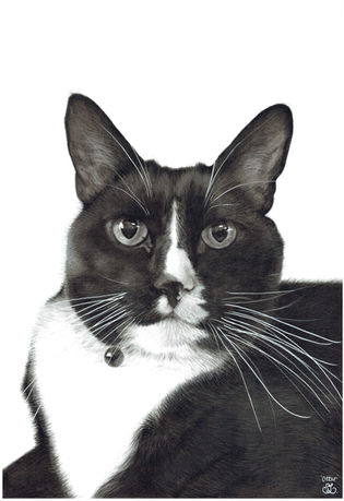 Black and white cat with long white whiskers