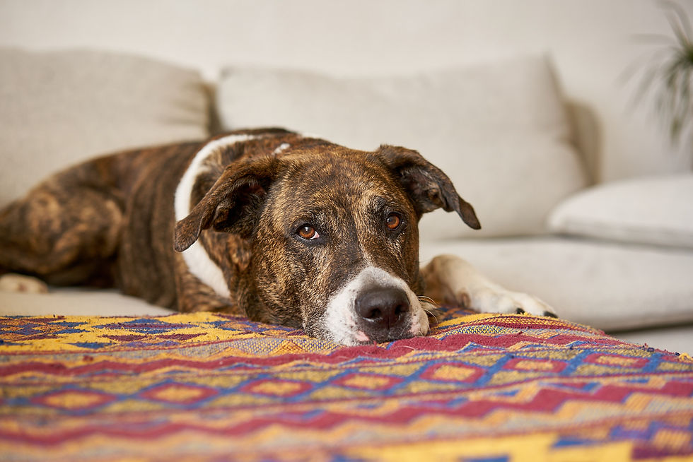 ein Hund auf einer Couch schaut in die Kamera