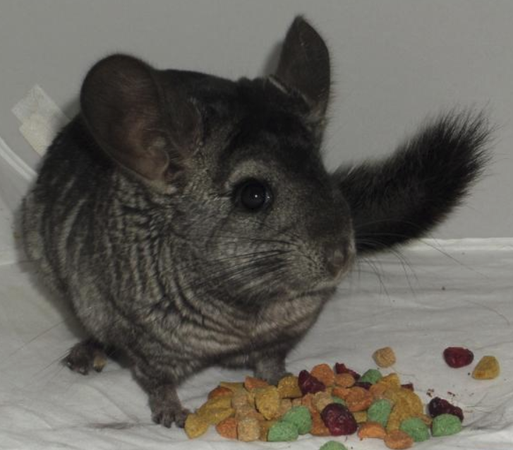 Черная Звезда