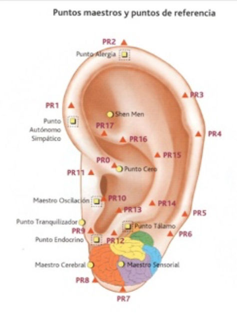 AURICULOTERAPIA PARA BAJAR DE PESO: CÓMO FUNCIONA Y POR QUÉ AYUDA