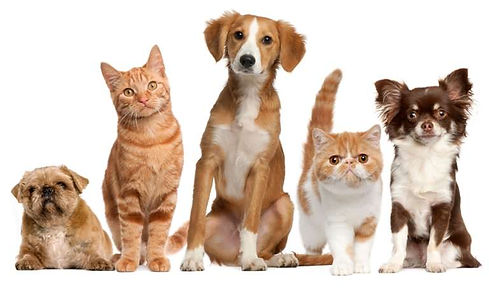 mascotas 1.jpg
