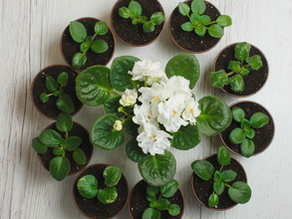 Self-Care Group for Stress and Burnout