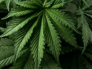 THC & CBD: The OG Best Buds