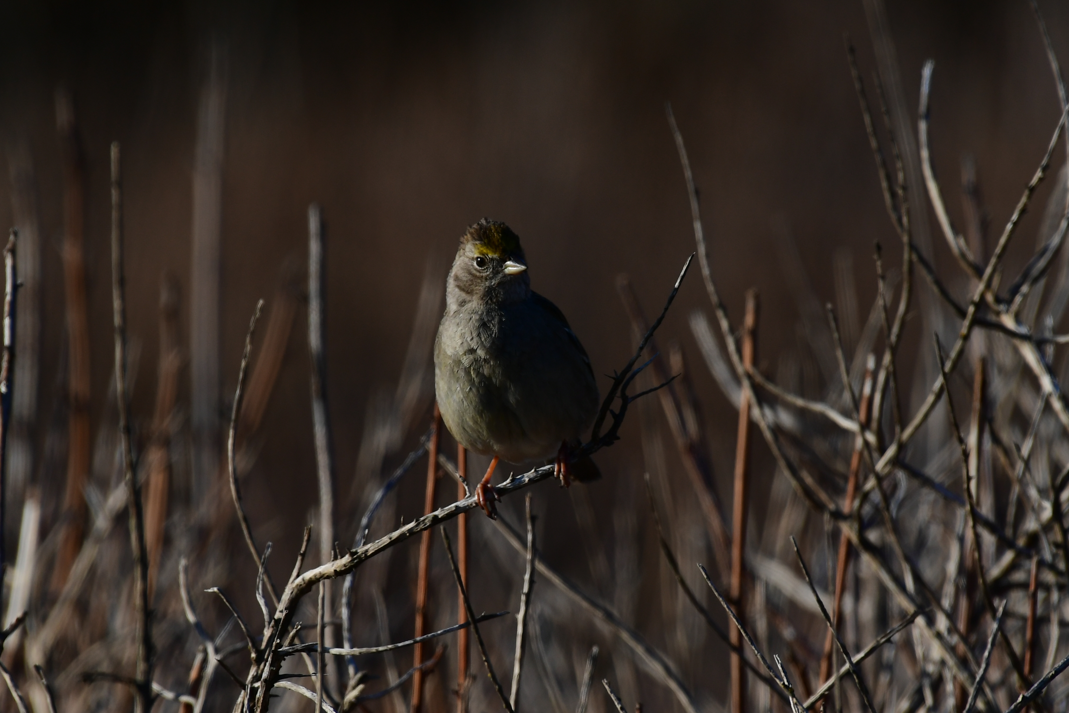 Small bird, Big Sur 2017