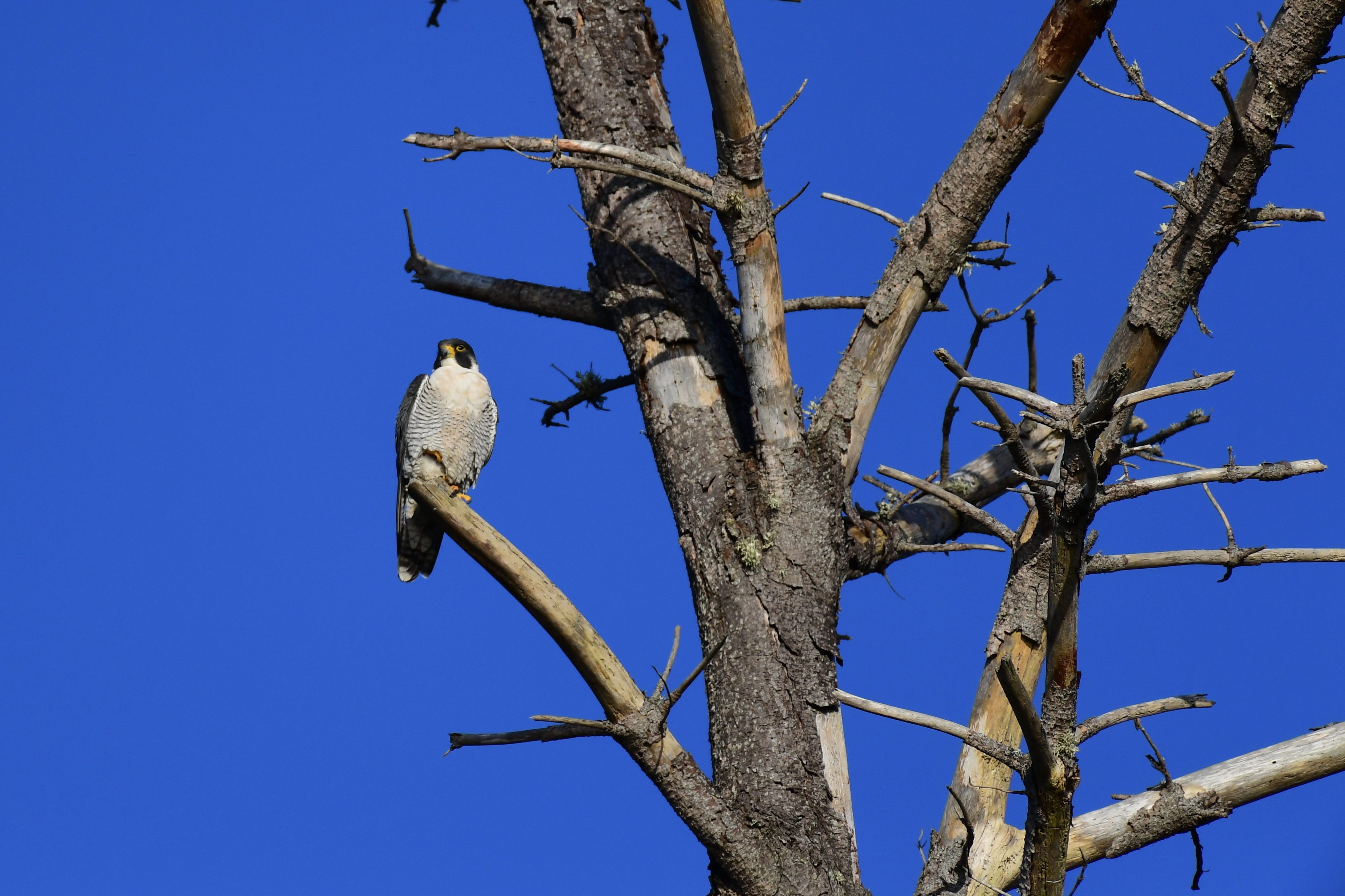 Peregrine Falcon, Point Lobos 2017