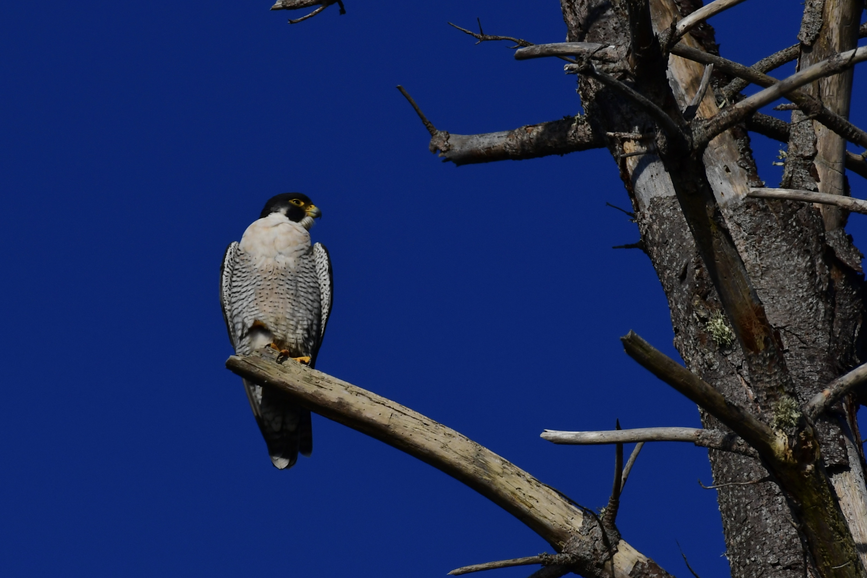 Peregrine Falcon, Point Lobos 2017