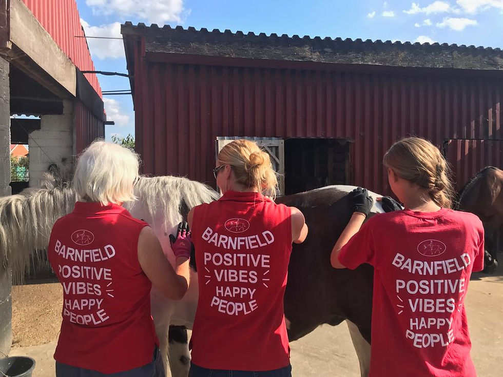 Barnfield team grooming horses, about us section content.