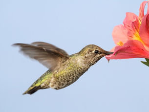 Hummingbirds Beat Top Gun Fliers—Resilient Mother Nature!
