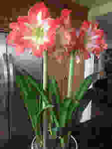 Meet Phyllis Amaryllis. She’s a beauty.