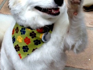 Selling a Land Rover or a Dog Named Rover?