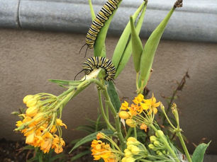 Become a believer in the impossible. Watch the Monarch.